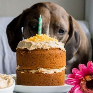 Dog Friendly Cake Recipe